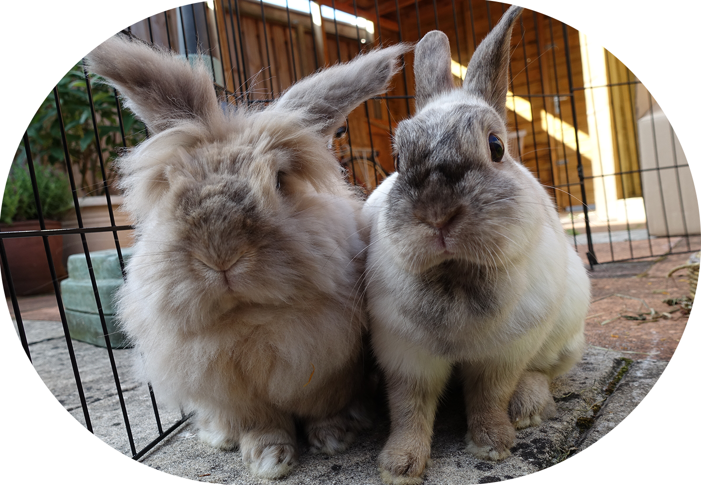 knip knappe konijntjes Boba Mystie