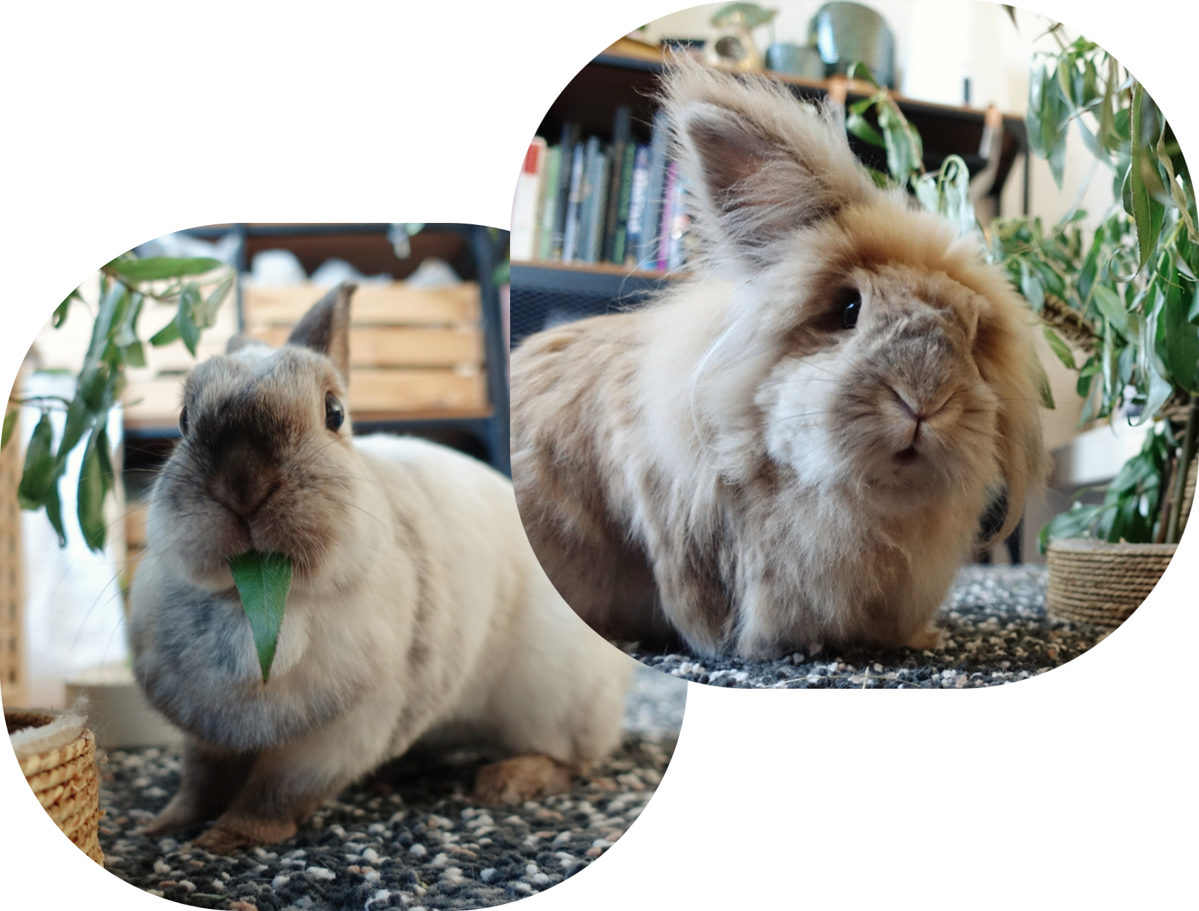 knip knappe konijntjes Boba Mystie konijn Wilgen takken