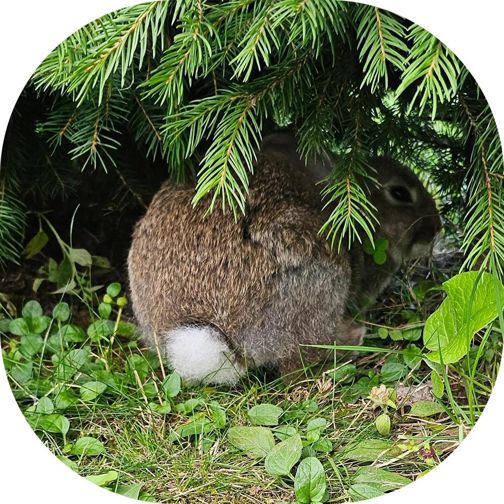 Trimsalon rotterdam konijnen