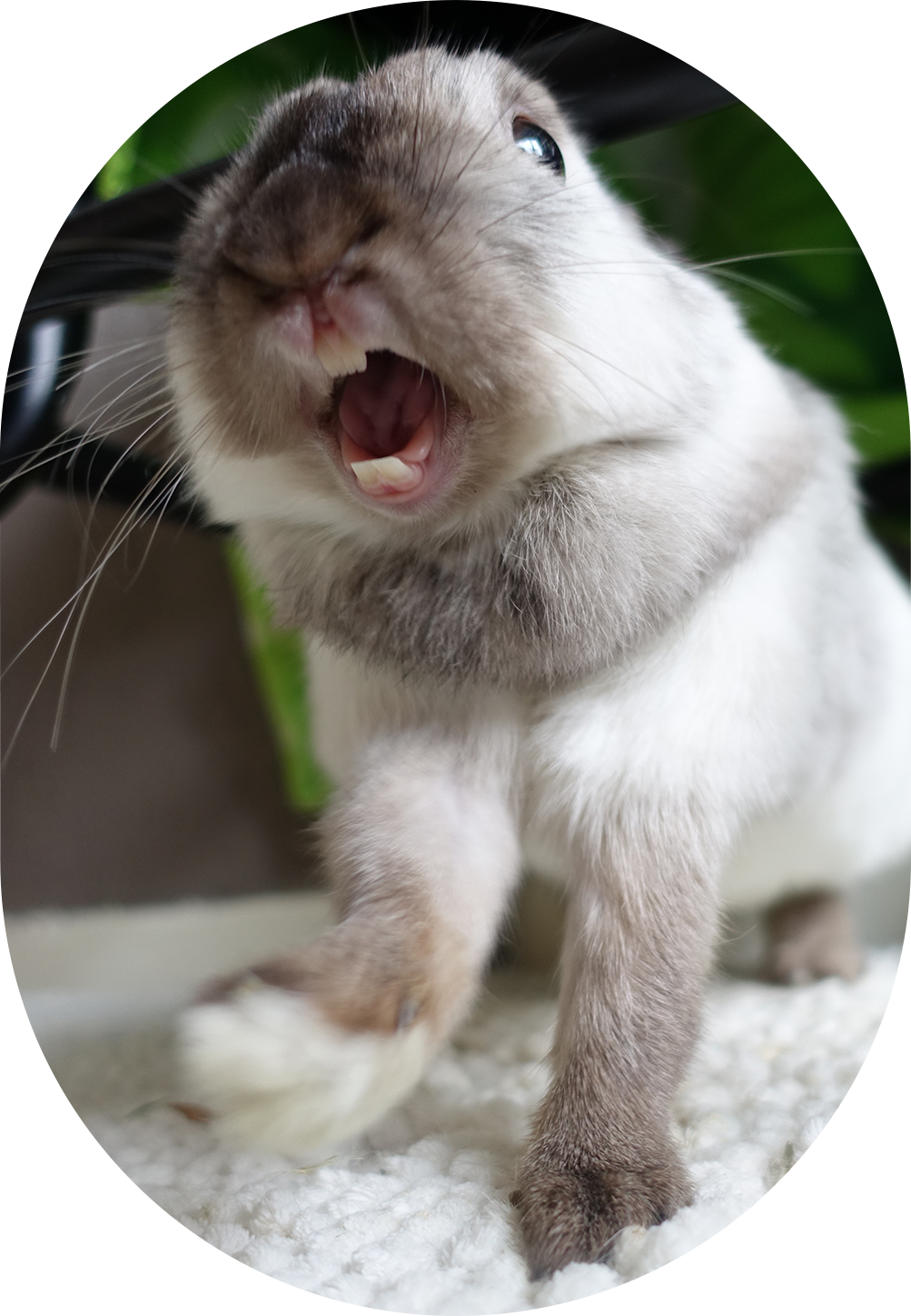 knipknappekonijntjes Mystie konijn gaapt